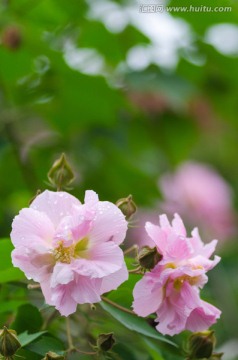 芙蓉花特写