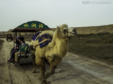 骆驼拉车