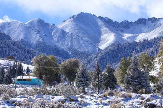 雪山树林