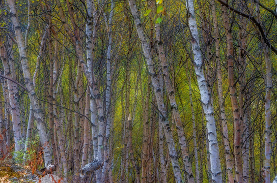 秋天的白桦林