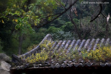 房檐花朵