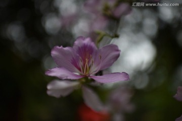 花卉