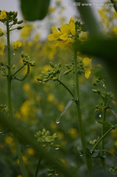 油菜花开