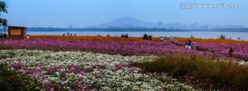 花卉 半岛花博园 合肥