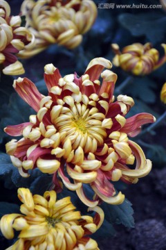 菊花