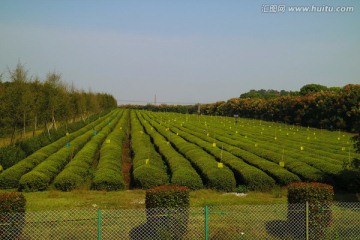 茶海 生态茶园