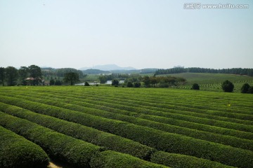 茶海 生态茶园