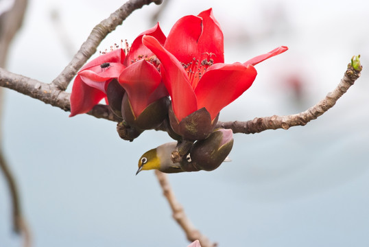 木棉花