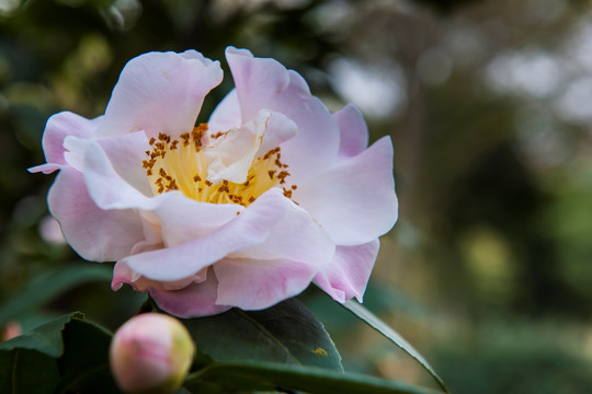 山茶花