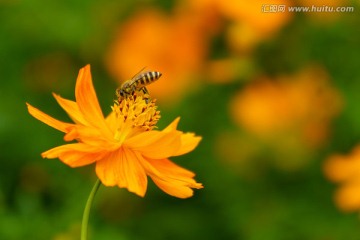 格桑花与小蜜蜂