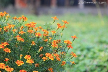 花卉-金菊