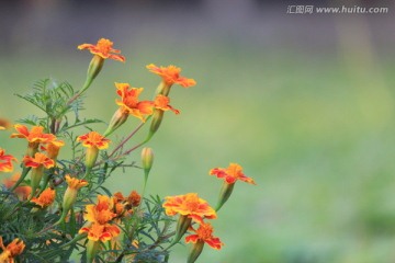 秋天的菊花