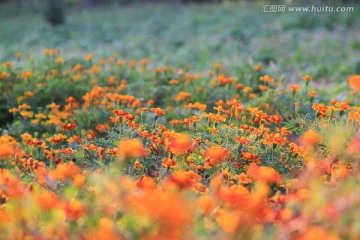 秋天的花园