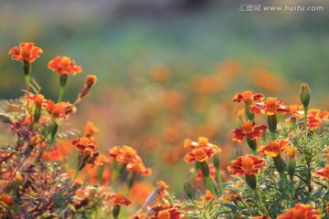 花园