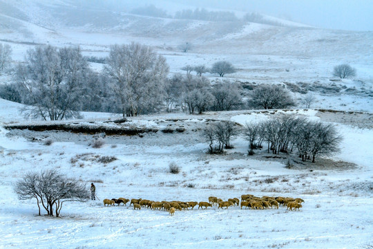 风雪中的羊群