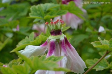 牡丹花蕊