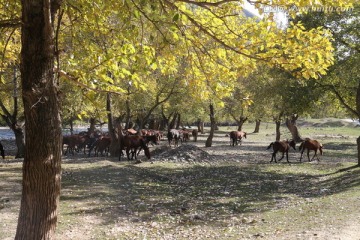 树林中的马群