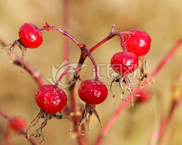 刺莓果