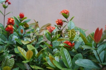 龙船花