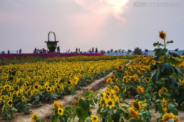 葵花 素材