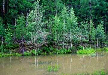湿地白桦林