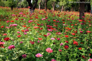 花丛