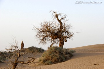 胡杨林