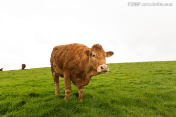 爱尔兰牛