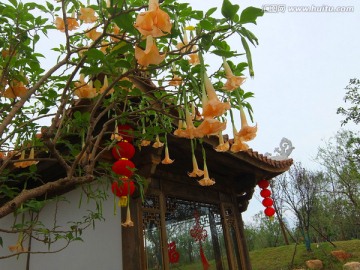 曼陀罗花