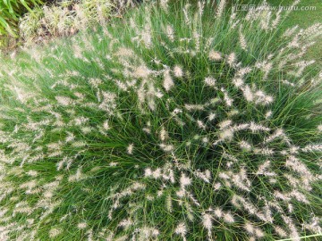 狗尾草属