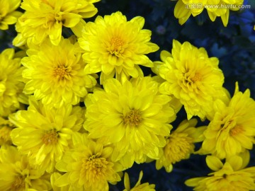 金色菊花