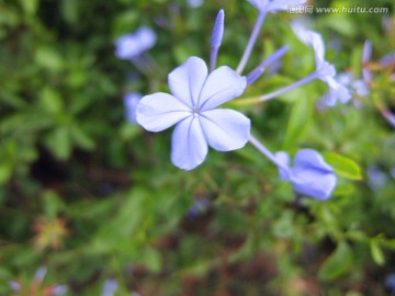 五个花瓣的浅紫色小花