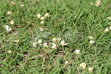 秋季公园里草地上掉落的桂花特写