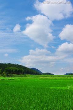 绿色田野