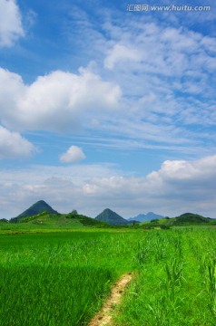 绿色田野