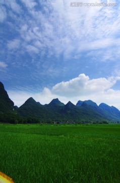 田园 水水田 稻田