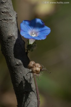 牵牛花