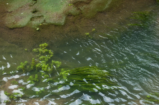 水池里的水藻