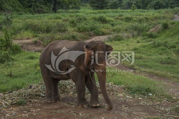 泰国象