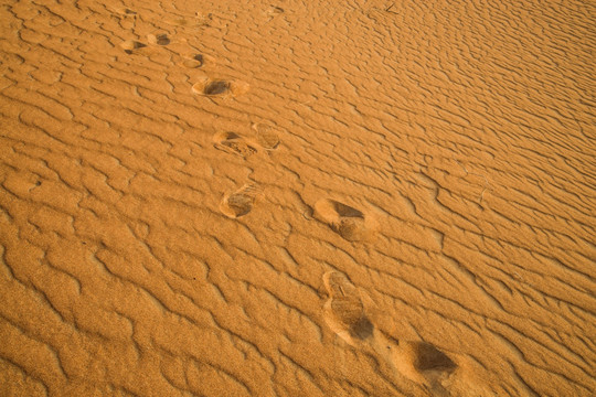 沙漠 脚印