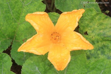 南瓜花