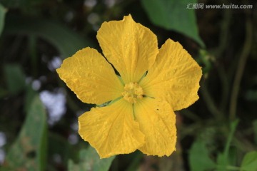 一朵豆角花