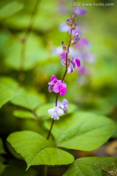 扁豆花 蔬菜花