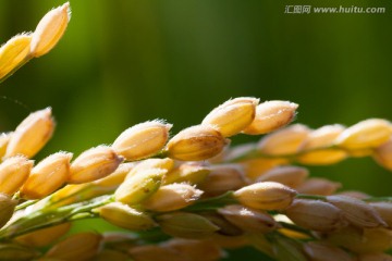 田野 农作物