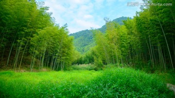 绿地竹林远山