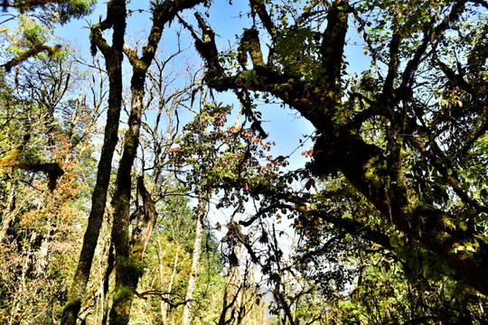 四川甘孜州燕子沟风光