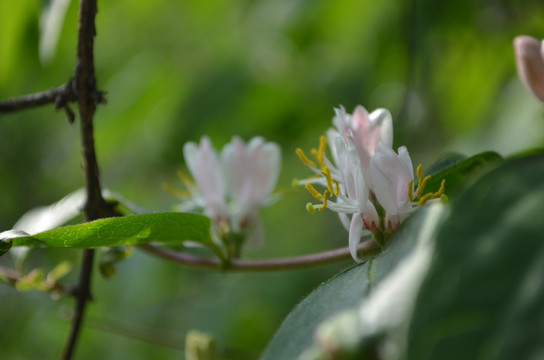 金银花