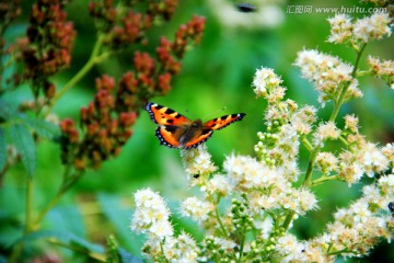 蝴蝶与野花
