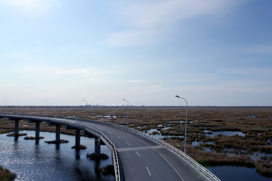 大庆 湿地 芦苇