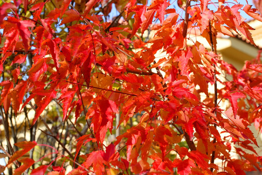 秋天 五花山 红叶